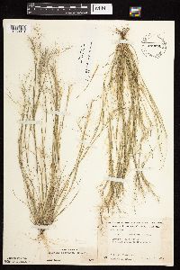 Media resource of Aristida basiramea