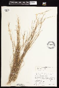 Aristida basiramea image