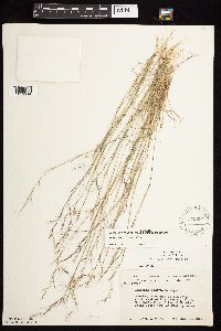 Aristida basiramea image