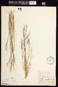 Thumbnail image of current specimen