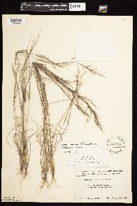 Aristida basiramea image