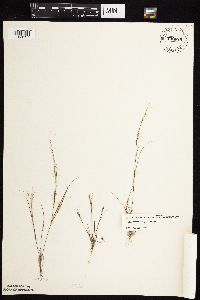 Aristida basiramea image