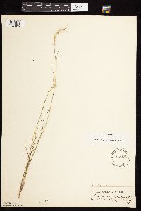 thumbnail image of current specimen