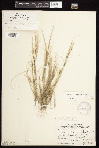 Aristida dichotoma image