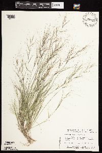 Aristida oligantha image