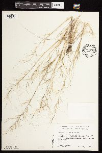 Aristida oligantha image