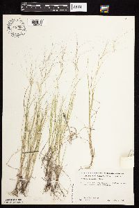Aristida oligantha image