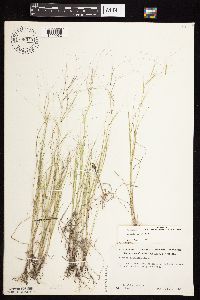 Aristida oligantha image