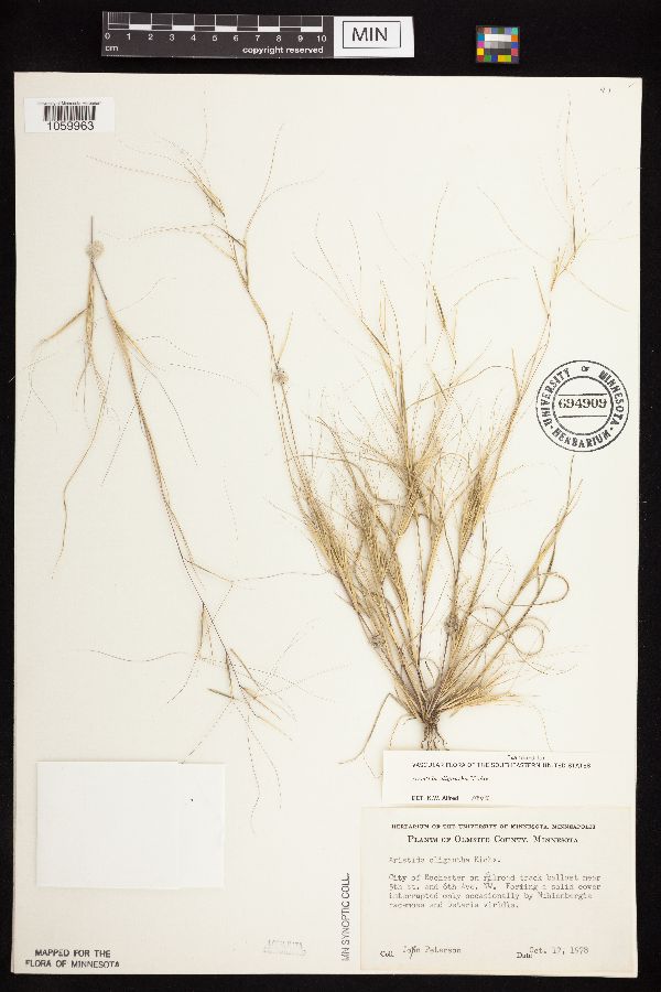 Aristida oligantha image