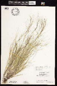 Aristida oligantha image