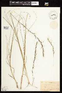 Aristida purpurascens image