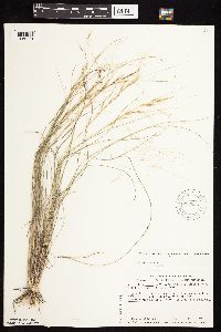 Aristida purpurea image