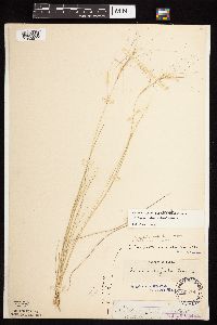 Aristida purpurea image