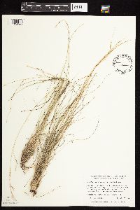 Aristida purpurea image