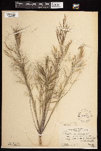 Media resource of Aristida tuberculosa