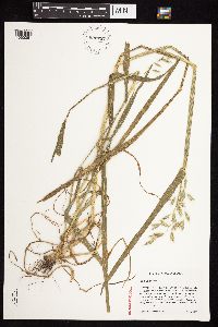 Avena sativa image