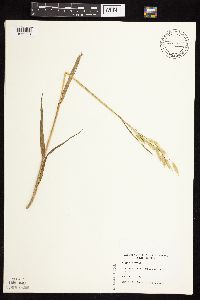 Avena sativa image