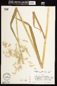 Avena sativa image