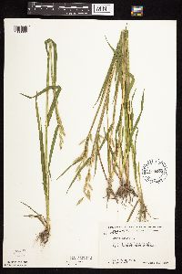 Avena sativa image