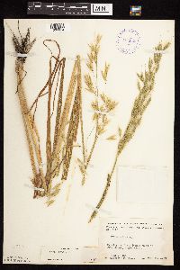 Avena sativa image