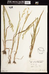 Avena sativa image