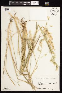 Avena sativa image