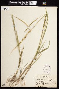 Beckmannia syzigachne image