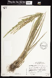 Beckmannia syzigachne image