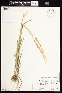 Beckmannia syzigachne image