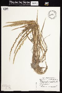 Beckmannia syzigachne image