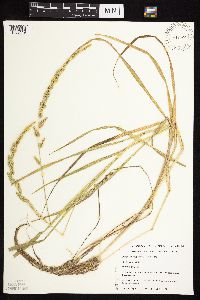 Beckmannia syzigachne image