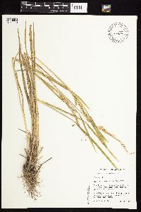 Beckmannia syzigachne image