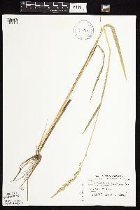 Beckmannia syzigachne image