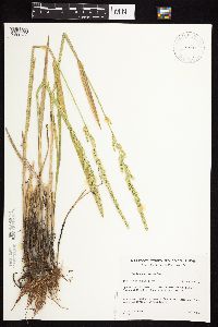 Beckmannia syzigachne image