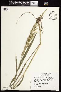 Beckmannia syzigachne image