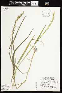 Beckmannia syzigachne image