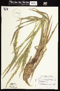 Beckmannia syzigachne image