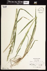 Beckmannia syzigachne image