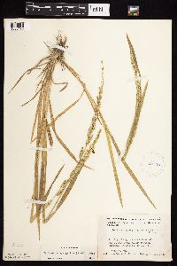 Beckmannia syzigachne image