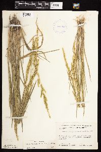 Beckmannia syzigachne image