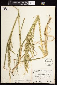 Beckmannia syzigachne image