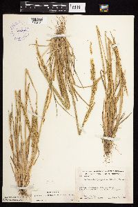 Beckmannia syzigachne image