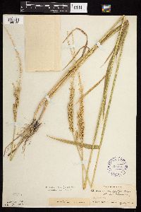 Beckmannia syzigachne image