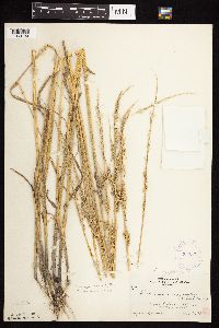 Beckmannia syzigachne image