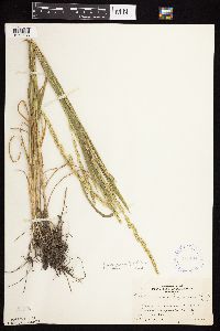 Beckmannia syzigachne image