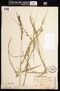 Beckmannia syzigachne image