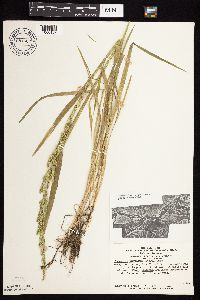 Beckmannia syzigachne image