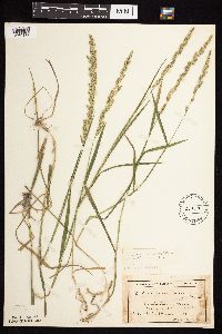 Beckmannia syzigachne image