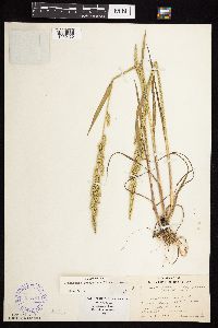 Beckmannia syzigachne image