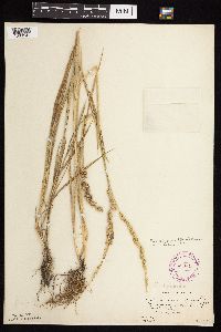 Beckmannia syzigachne image